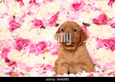 Il Labrador Retriever. Cucciolo (6 settimane di età) in seduta rose fiori. Germania Foto Stock