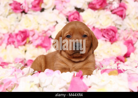 Il Labrador Retriever. Cucciolo (6 settimane di età) giacenti in rose fiori. Germania Foto Stock