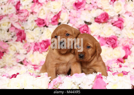 Il Labrador Retriever. Due cuccioli (6 settimane di età) in seduta rose fiori. Germania Foto Stock