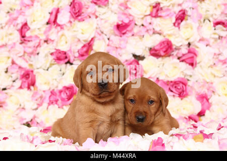 Il Labrador Retriever. Due cuccioli (6 settimane di età) in seduta rose fiori. Germania Foto Stock