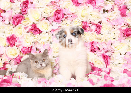 Pastore australiano e British Shorthair Cat. Cucciolo (6 settimane di età) e gattino tra rose fiori. Studio Immagine. Germania Foto Stock