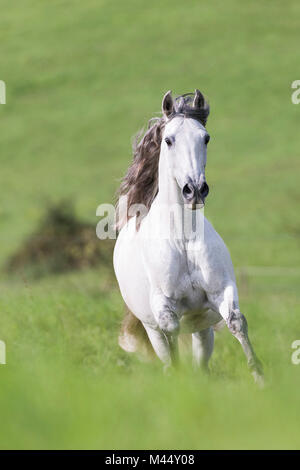 Puro Cavallo Spagnolo andaluso. Grigio castrazione al galoppo in un paddock. Spagna Foto Stock