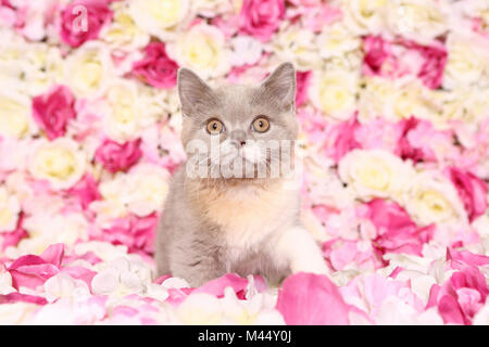 British Shorthair Cat. Gattino seduto tra rose fiori. Studio Immagine. Germania Foto Stock