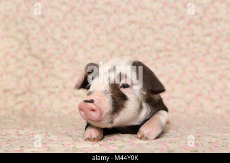 Suini domestici, Turopolje x ?. Maialino (4 settimane di età) giacente su una coperta con stampa fiori. Studio Immagine. Germania Foto Stock