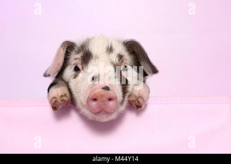 Suini domestici, Turopolje x ?. Maialino (4 settimane di età) giacenti. Studio Immagine visto contro un sfondo rosa. Germania Foto Stock