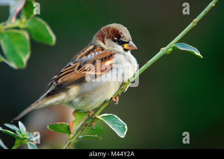 Casa singola Sparrow su un ramo di albero durante il periodo estivo Foto Stock