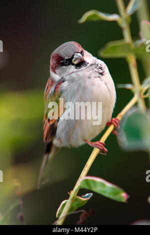 Casa singola Sparrow su un ramo di albero durante il periodo estivo Foto Stock