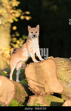 Shiba Inu. Cucciolo rosso om permanente di tronchi di alberi in autunno. Paesi Bassi Foto Stock