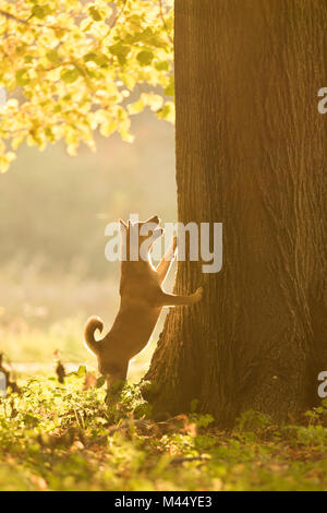 Shiba Inu. Cucciolo rosso in piedi fino a un albero durante l ora d'oro in autunno. Paesi Bassi Foto Stock