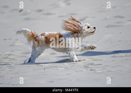 Il Maltese. Cane adulto in esecuzione sulla sabbia. Paesi Bassi Foto Stock