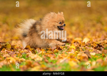 Pomerania. Adulto in esecuzione nella figliata di foglia. Paesi Bassi Foto Stock