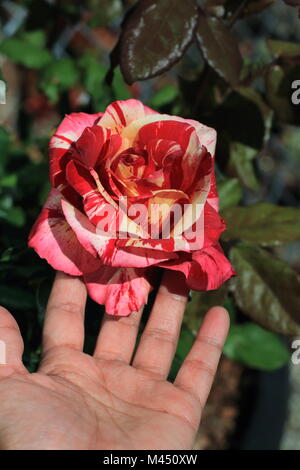 Close up di lampone Tiger Rose in piena fioritura Foto Stock