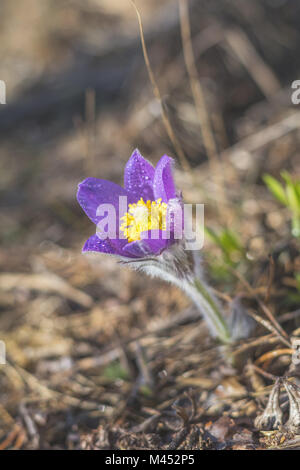 Cutleaf orientale anemone, "pasque flower, prateria crocus con gocce di rugiada. Molla di bellissimi fiori viola. Profondità di campo. Copia dello spazio. Foto Stock