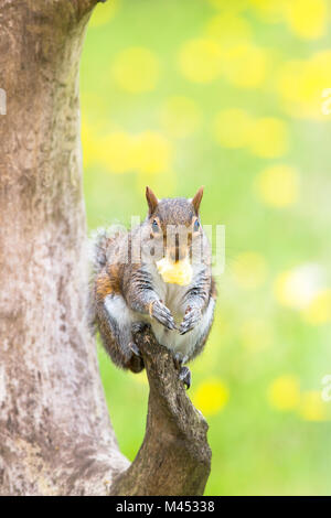 Vista frontale primo piano, divertente scoiattolo grigio UK animale (Sciurus carolinensis) isolato all'aperto arroccato su ramo di albero nel giardino estivo del Regno Unito, mangiare mela. Foto Stock