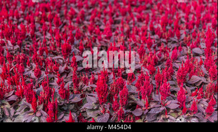 Rosso brillante fiori celosia. Tappeto di fiori. Foto Stock