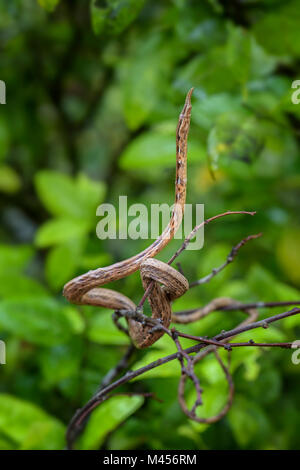 Foglia malgascio-serpente dal naso - Langaha madagascariensis, Madagascar la foresta tropicale. Il camuffamento. Serpente endemiche. Foto Stock