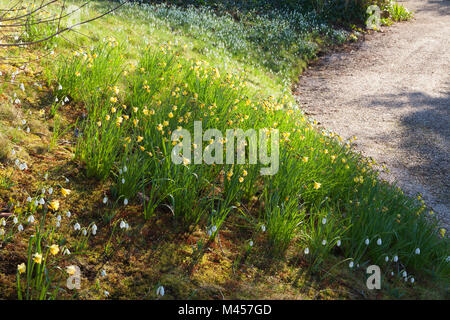 Hodsock Priory, Nottinghamshire, Regno Unito. Inverno, febbraio 2018. Foto Stock