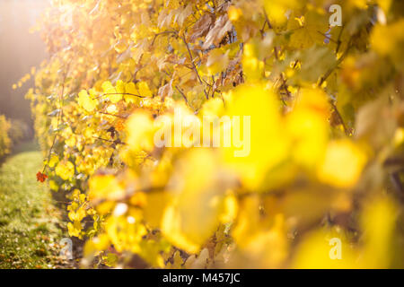 Levizzano Rangone, la provincia di Modena, Emilia Romagna, Italia Foto Stock