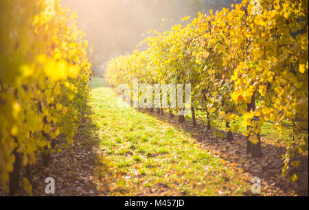 Levizzano Rangone, la provincia di Modena, Emilia Romagna, Italia Foto Stock