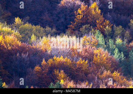 I colori dell'Autunno nel Parco Nazionale del Gran Sasso, Fonte Cerreto village, L'Aquila district, Abruzzo, Italia Foto Stock