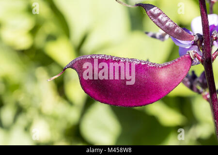 Lablab purpureus dolce, fagiolo di giacinto, australiano Foto Stock