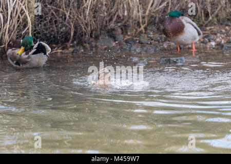 Femmina di germano reale (Anas platyrhynchos) spruzzi di acqua con due i draghetti in background. Foto Stock