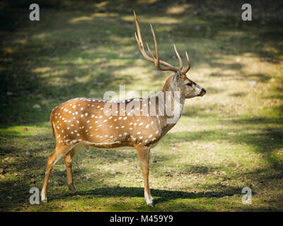 Chital o cheetal deer (il latino - asse asse) Foto Stock