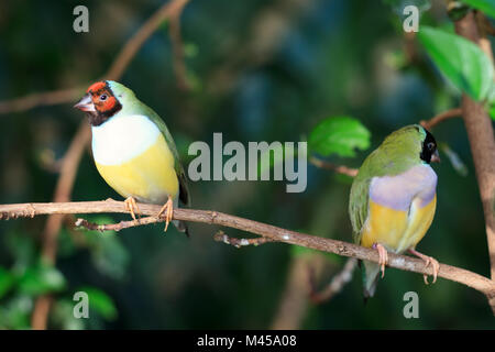 Finches seduto su un ramo della foresta Foto Stock