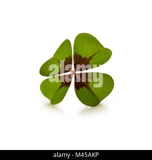 Quattro leaf clover isolati su sfondo bianco Foto Stock