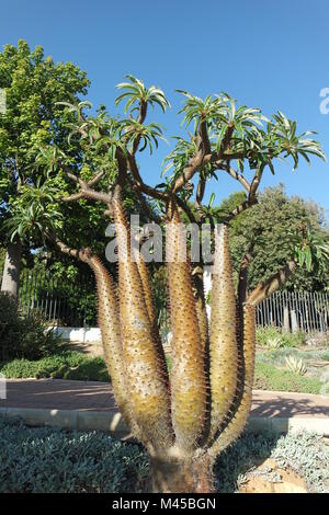 Madagascar palm. Park in Benalmadena, Andalusia Foto Stock