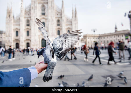 Uomo piccione di alimentazione a portata di mano in piazza, prospettiva personale, Milano, Lombardia, Italia Foto Stock