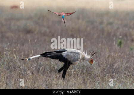 Un Segretario Bird (Sagittarius serpentarius), alla ricerca di cibo, seguita da un carmine Gruccione (Merops rubicus), Tsavo, Kenya Foto Stock