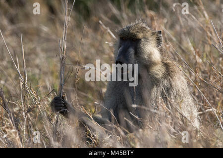 Ritratto di un babbuino giallo (Papio cynocephalus hamadryas), Tsavo, Kenya, Africa Foto Stock