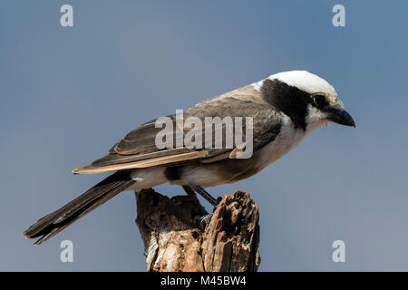 A nord del bianco-crowned shrike (Eurocephalus rueppelli), appollaiate su albero, Tsavo, Kenya, Africa Foto Stock