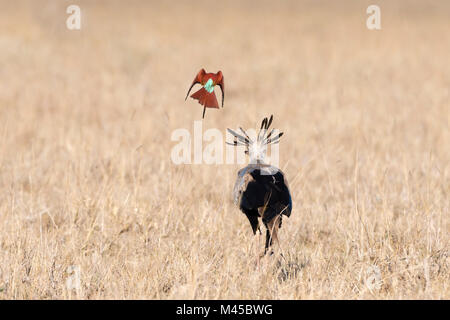 Un segretario Bird (Sagittarius serpentarius), alla ricerca di cibo, seguita da un carmine Gruccione (Merops rubicus), Tsavo, Kenya Foto Stock