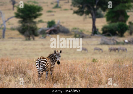 Ritratto di comune zebra (Equus quagga) Tsavo, Kenya, Africa Foto Stock