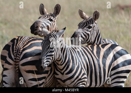 Zebre comune (Equus quagga) Tsavo, Kenya, Africa Foto Stock