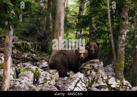 Due comunità l'orso bruno (Ursus arctos), Markovec, Bohinj comune, Slovenia, Europa Foto Stock