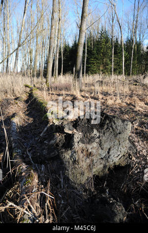 Populus balsamifera, balsamo del pioppo, sradicati tree Foto Stock