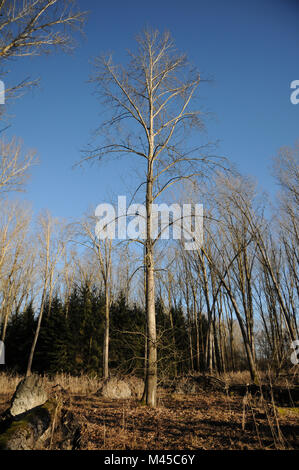 Populus balsamifera, balsamo il pioppo, il grande albero in piantagione Foto Stock