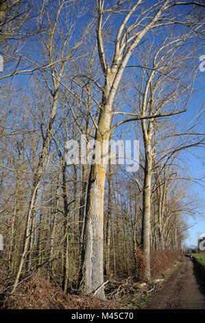 Populus balsamifera, balsamo il pioppo, il grande albero in piantagione Foto Stock