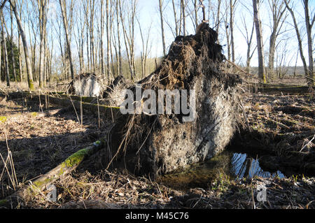 Populus balsamifera, balsamo del pioppo, sradicati alberi Foto Stock