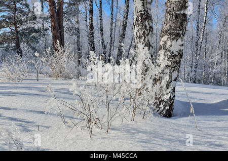 Snowy bosco di betulle, dove rami di alberi e arbusti, erba secca con brina e soffici coperte di neve - pittoresco paesaggio invernale a tempo soleggiato Foto Stock