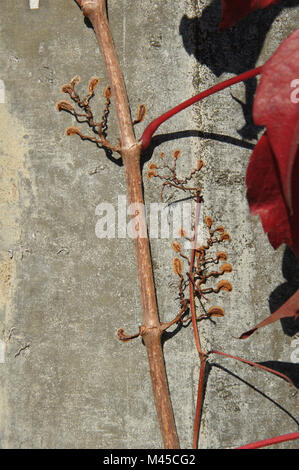 Parthenocissus quinquefolia Engelmannii, Virginian superriduttore Foto Stock