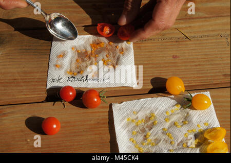 Lycopersicon lycopersicum, Syn, Solanum esculentum, semi di pomodoro Foto Stock