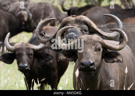 Ritratto di gruppo di bufali africani (Syncerus caffer), Tsavo, Kenya Foto Stock