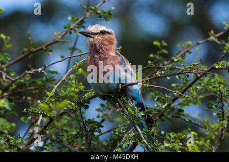 Lilla-breasted rullo (Coracias caudatus) appollaiato sul ramo di albero, Tsavo, Kenya Foto Stock