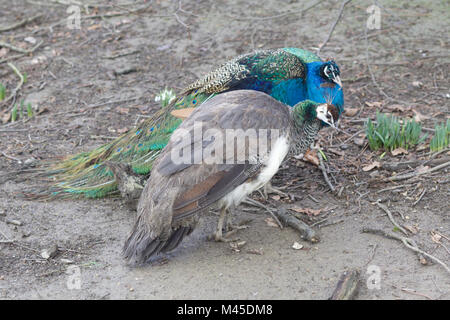 Giovane maschio e femmina peafowl Foto Stock