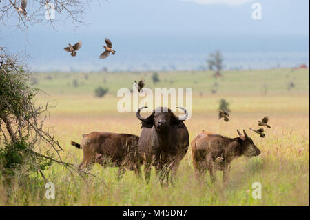 Bufali africani (Syncerus caffer) sulla pianura, Tsavo, Kenya Foto Stock