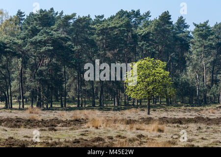 Un giovane albero di castagno con fresche foglie verdi è in piedi nella luce del sole durante la primavera al Veluwe nei Paesi Bassi. L'unico albero singolo Foto Stock